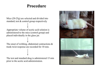 Procedure
Mice (20-25g) are selected and divided into
standard, test & control group respectively
Appropriate volume of acetic acid solution is
administered to the mice (control group) and
placed individually in the glass jar.
The onset of writhing, abdominal contractions &
trunk twist response are recorded for 10 min.
The test and standard drug is administered 15 min
prior to the acetic acid administration.
 