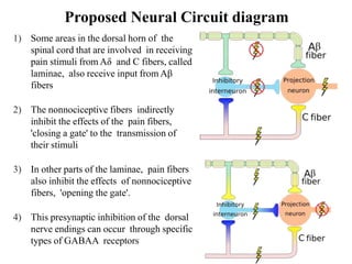 Proposed Neural Circuit diagram
1) Some areas in the dorsal horn of the
spinal cord that are involved in receiving
pain stimuli from Aδ and C fibers, called
laminae, also receive input from Aβ
fibers
2) The nonnociceptive fibers indirectly
inhibit the effects of the pain fibers,
'closing a gate' to the transmission of
their stimuli
3) In other parts of the laminae, pain fibers
also inhibit the effects of nonnociceptive
fibers, 'opening the gate'.
4) This presynaptic inhibition of the dorsal
nerve endings can occur through specific
types of GABAA receptors
 