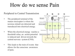 How do we sense Pain
Peripheral to Central Transmission
• The peripheral terminal of the
mature nociceptor is where the
noxious stimuli are detected and
transduced into electrical energy.
• When the electrical energy reaches a
threshold value, an action potential
is induced and driven towards the
central nervous system (CNS).
• This leads to the train of events that
allows for the conscious awareness
of pain.
 