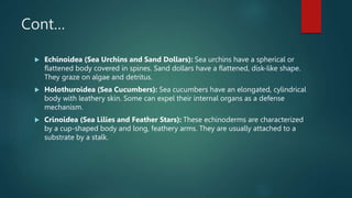 Cont…
 Echinoidea (Sea Urchins and Sand Dollars): Sea urchins have a spherical or
flattened body covered in spines. Sand dollars have a flattened, disk-like shape.
They graze on algae and detritus.
 Holothuroidea (Sea Cucumbers): Sea cucumbers have an elongated, cylindrical
body with leathery skin. Some can expel their internal organs as a defense
mechanism.
 Crinoidea (Sea Lilies and Feather Stars): These echinoderms are characterized
by a cup-shaped body and long, feathery arms. They are usually attached to a
substrate by a stalk.
 