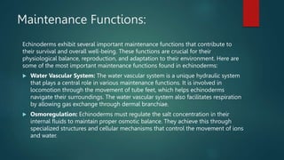 Maintenance Functions:
Echinoderms exhibit several important maintenance functions that contribute to
their survival and overall well-being. These functions are crucial for their
physiological balance, reproduction, and adaptation to their environment. Here are
some of the most important maintenance functions found in echinoderms:
 Water Vascular System: The water vascular system is a unique hydraulic system
that plays a central role in various maintenance functions. It is involved in
locomotion through the movement of tube feet, which helps echinoderms
navigate their surroundings. The water vascular system also facilitates respiration
by allowing gas exchange through dermal branchiae.
 Osmoregulation: Echinoderms must regulate the salt concentration in their
internal fluids to maintain proper osmotic balance. They achieve this through
specialized structures and cellular mechanisms that control the movement of ions
and water.
 