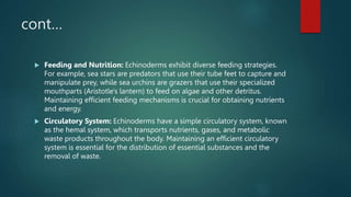 cont…
 Feeding and Nutrition: Echinoderms exhibit diverse feeding strategies.
For example, sea stars are predators that use their tube feet to capture and
manipulate prey, while sea urchins are grazers that use their specialized
mouthparts (Aristotle's lantern) to feed on algae and other detritus.
Maintaining efficient feeding mechanisms is crucial for obtaining nutrients
and energy.
 Circulatory System: Echinoderms have a simple circulatory system, known
as the hemal system, which transports nutrients, gases, and metabolic
waste products throughout the body. Maintaining an efficient circulatory
system is essential for the distribution of essential substances and the
removal of waste.
 