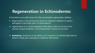 Regeneration in Echinoderms:
Echinoderms are well-known for their remarkable regenerative abilities.
 Regeneration is the process by which an organism replaces or repairs
damaged or lost body parts. In echinoderms,
 regeneration is a crucial adaptation that allows them to recover from
injuries, escape predators, and increase their chances of survival.
 Autotomy: Autotomy is the ability of an organism to intentionally shed or
detach a body part, typically as a defense mechanism.
 