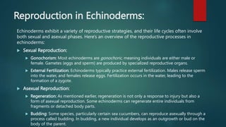 Reproduction in Echinoderms:
Echinoderms exhibit a variety of reproductive strategies, and their life cycles often involve
both sexual and asexual phases. Here's an overview of the reproductive processes in
echinoderms:
 Sexual Reproduction:
 Gonochorism: Most echinoderms are gonochoric, meaning individuals are either male or
female. Gametes (eggs and sperm) are produced by specialized reproductive organs.
 External Fertilization: Echinoderms typically practice external fertilization. Males release sperm
into the water, and females release eggs. Fertilization occurs in the water, leading to the
formation of a zygote.
 Asexual Reproduction:
 Regeneration: As mentioned earlier, regeneration is not only a response to injury but also a
form of asexual reproduction. Some echinoderms can regenerate entire individuals from
fragments or detached body parts.
 Budding: Some species, particularly certain sea cucumbers, can reproduce asexually through a
process called budding. In budding, a new individual develops as an outgrowth or bud on the
body of the parent.
 