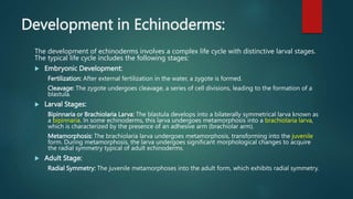 Development in Echinoderms:
The development of echinoderms involves a complex life cycle with distinctive larval stages.
The typical life cycle includes the following stages:
 Embryonic Development:
Fertilization: After external fertilization in the water, a zygote is formed.
Cleavage: The zygote undergoes cleavage, a series of cell divisions, leading to the formation of a
blastula.
 Larval Stages:
Bipinnaria or Brachiolaria Larva: The blastula develops into a bilaterally symmetrical larva known as
a bipinnaria. In some echinoderms, this larva undergoes metamorphosis into a brachiolaria larva,
which is characterized by the presence of an adhesive arm (brachiolar arm).
Metamorphosis: The brachiolaria larva undergoes metamorphosis, transforming into the juvenile
form. During metamorphosis, the larva undergoes significant morphological changes to acquire
the radial symmetry typical of adult echinoderms.
 Adult Stage:
Radial Symmetry: The juvenile metamorphoses into the adult form, which exhibits radial symmetry.
 