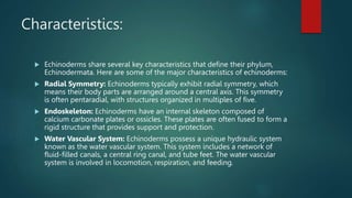 Characteristics:
 Echinoderms share several key characteristics that define their phylum,
Echinodermata. Here are some of the major characteristics of echinoderms:
 Radial Symmetry: Echinoderms typically exhibit radial symmetry, which
means their body parts are arranged around a central axis. This symmetry
is often pentaradial, with structures organized in multiples of five.
 Endoskeleton: Echinoderms have an internal skeleton composed of
calcium carbonate plates or ossicles. These plates are often fused to form a
rigid structure that provides support and protection.
 Water Vascular System: Echinoderms possess a unique hydraulic system
known as the water vascular system. This system includes a network of
fluid-filled canals, a central ring canal, and tube feet. The water vascular
system is involved in locomotion, respiration, and feeding.
 