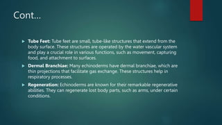 Cont…
 Tube Feet: Tube feet are small, tube-like structures that extend from the
body surface. These structures are operated by the water vascular system
and play a crucial role in various functions, such as movement, capturing
food, and attachment to surfaces.
 Dermal Branchiae: Many echinoderms have dermal branchiae, which are
thin projections that facilitate gas exchange. These structures help in
respiratory processes.
 Regeneration: Echinoderms are known for their remarkable regenerative
abilities. They can regenerate lost body parts, such as arms, under certain
conditions.
 