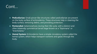 Cont…
 Pedicellariae: Small pincer-like structures called pedicellariae are present
on the body surface of echinoderms. These structures help in cleaning the
body surface, removing debris, and providing protection.
 Pentaradial metamorphosis during their life cycle, with a distinct and
often bilaterally symmetrical larval stage known as a "bipinnaria" or
"brachiolaria."
 Hemal System: Echinoderms have a simple circulatory system called the
hemal system, which helps transport nutrients and gases through the
body.
 