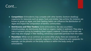 Cont…
 Competition: Echinoderms may compete with other benthic (bottom-dwelling)
organisms for resources such as space, food, and shelter. Sea urchins, for instance, are
known to graze on algae, and their feeding habits can influence the distribution of
algae and impact the composition of benthic communities.
 Detritivores and Filter Feeders: Some echinoderms, like sea cucumbers
(Holothuroidea), are detritivores that feed on organic matter in sediment. They play a
role in nutrient cycling by breaking down organic material. Crinoids and certain sea
stars may also engage in filter feeding, extracting suspended particles from the water.
 Parasitism: While not as common as in some other phyla, there are instances of
echinoderms being hosts to parasitic organisms. Certain flatworms and copepods, for
example, can be parasitic on the body surface or within the body cavity of
echinoderms.
 