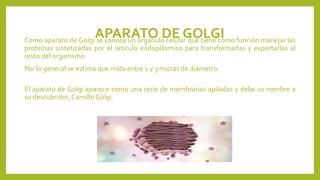 APARATO DE GOLGI
Como aparato de Golgi se conoce un orgánulo celular que tiene como función manejar las
proteínas sintetizadas por el retículo endoplásmico para transformarlas y exportarlas al
resto del organismo
Por lo general se estima que mida entre 1 y 3 micras de diámetro.
El aparato de Golgi aparece como una serie de membranas apiladas y debe su nombre a
su descubridor, Camillo Golgi.
 