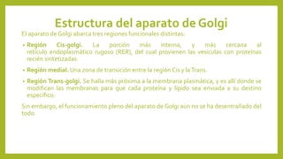 Estructura del aparato de Golgi
El aparato de Golgi abarca tres regiones funcionales distintas:
• Región Cis-golgi. La porción más interna, y más cercana al
retículo endoplasmático rugoso (RER), del cual provienen las vesículas con proteínas
recién sintetizadas.
• Región medial. Una zona de transición entre la región Cis y laTrans.
• Región Trans-golgi. Se halla más próxima a la membrana plasmática, y es allí donde se
modifican las membranas para que cada proteína y lípido sea enviada a su destino
específico.
Sin embargo, el funcionamiento pleno del aparato de Golgi aún no se ha desentrañado del
todo.
 