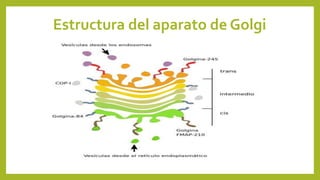 Estructura del aparato de Golgi
 