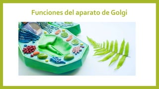 Funciones del aparato de Golgi
 