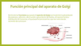 Función principal del aparato de Golgi
Dentro de las funciones que posee el aparato de Golgi se encuentran la glicosilación
de proteínas, selección, destinación y glicosilación de lípidos, almacenamiento y
distribución de lisosomas, al igual que los peroxisomas, que son vesículas de
secreción de sustancias
 