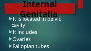 Internal
Genitalia
It is located in pelvic
cavity
It includes
Ovaries
Fallopian tubes
 