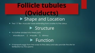 Follicle tubules
(Oviducts)
 Shape and Location
 Two “J” like muscular tubes extending from ovaries to the uterus
 Structure
 It is further divided into three parts
1. Infundibulum 2. Ampulla 3. Isthmus
 Function
 It transports eggs from the ovary to the uterus and also provide the site for
fertilization by the sperms
 