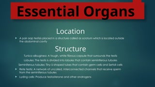 Essential Organs
Location
 A pair aap testisis placed in a structure called as scrotum which is located outside
the abdominal cavity
Structure
Tunica albuginea: A tough, white fibrous capsule that surrounds the testis
Lobules: The testis is divided into lobules that contain seminiferous tubules
Seminiferous tubules: Tiny U-shaped tubes that contain germ cells and Sertoli cells
 Rete testis: A network of uncoiled, interconnected channels that receive sperm
from the seminiferous tubules
 Lyding cells: Produce testosterone and other androgens
 