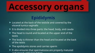 Accessory organs
Epididymis
 Located at the back of the testicle and covered by the
visceral tunica vaginalis
 It is divided into three parts: the head, body, and cauda
 The head is round and located at the upper end of the
testis
 The body is thinner than the head and located at the back
of the testis
 The epididymis stores and carries sperm
 It also ensures that spermatozoa are properly matured
 