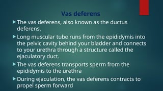 Vas deferens
 The vas deferens, also known as the ductus
deferens.
 Long muscular tube runs from the epididymis into
the pelvic cavity behind your bladder and connects
to your urethra through a structure called the
ejaculatory duct.
 The vas deferens transports sperm from the
epididymis to the urethra
 During ejaculation, the vas deferens contracts to
propel sperm forward
 