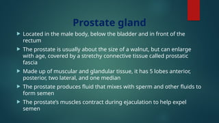Prostate gland
 Located in the male body, below the bladder and in front of the
rectum
 The prostate is usually about the size of a walnut, but can enlarge
with age, covered by a stretchy connective tissue called prostatic
fascia
 Made up of muscular and glandular tissue, it has 5 lobes anterior,
posterior, two lateral, and one median
 The prostate produces fluid that mixes with sperm and other fluids to
form semen
 The prostate’s muscles contract during ejaculation to help expel
semen
 