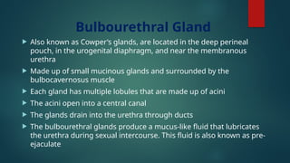 Bulbourethral Gland
 Also known as Cowper’s glands, are located in the deep perineal
pouch, in the urogenital diaphragm, and near the membranous
urethra
 Made up of small mucinous glands and surrounded by the
bulbocavernosus muscle
 Each gland has multiple lobules that are made up of acini
 The acini open into a central canal
 The glands drain into the urethra through ducts
 The bulbourethral glands produce a mucus-like fluid that lubricates
the urethra during sexual intercourse. This fluid is also known as pre-
ejaculate
 