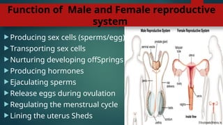 Function of Male and Female reproductive
system
 Producing sex cells (sperms/egg)
 Transporting sex cells
 Nurturing developing offSprings
 Producing hormones
 Ejaculating sperms
 Release eggs during ovulation
 Regulating the menstrual cycle
 Lining the uterus Sheds
 