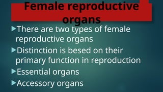 Female reproductive
organs
There are two types of female
reproductive organs
Distinction is besed on their
primary function in reproduction
Essential organs
Accessory organs
 