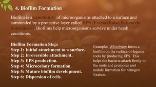 4. Biofilm Formation
Biofilm is a community of microorganisms attached to a surface and
surrounded by a protective layer called EPS (Extracellular Polymeric
Substances). Biofilms help microorganisms survive under harsh
conditions.
Biofilm Formation Step:
Step 1: Initial attachment to a surface.
Step 2: Irreversible attachment.
Step 3: EPS production.
Step 4: Microcolony formation.
Step 5: Mature biofilm development.
Step 6: Dispersion of cells.
Example: Rhizobium forms a
biofilm on the surface of legume
roots by producing EPS. This
helps the bacteria attach firmly to
the roots and promotes root
nodule formation for nitrogen
fixation.
 