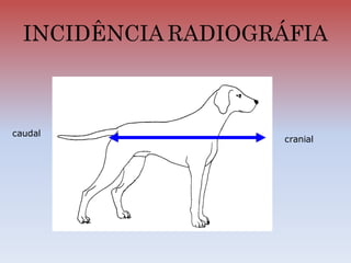 INCIDÊNCIA RADIOGRÁFIA
cranial
caudal
 