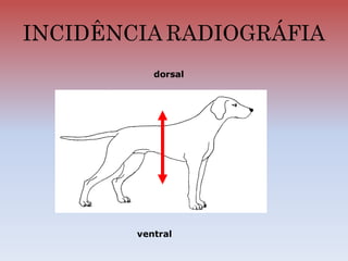 INCIDÊNCIA RADIOGRÁFIA
dorsal
ventral
 