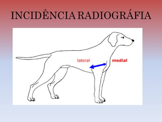 INCIDÊNCIA RADIOGRÁFIA
lateral medial
 