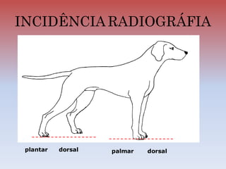 INCIDÊNCIA RADIOGRÁFIA
dorsal
plantar palmar
dorsal
 