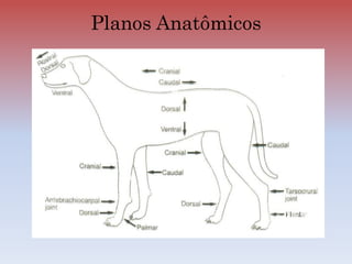 Planos Anatômicos
 