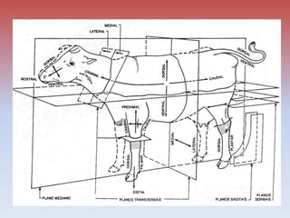 A -2 Posicionamentos Veterinário pets ca