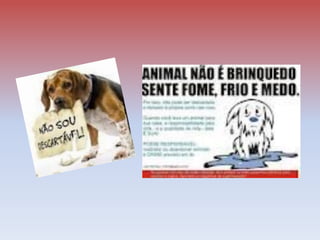 A -2 Posicionamentos Veterinário pets ca