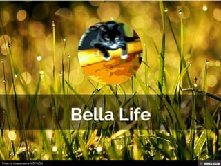 Bella Life 