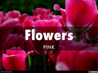 Flowers  PINK 