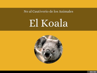 El Koala  No al Cautiverio de los Animales 