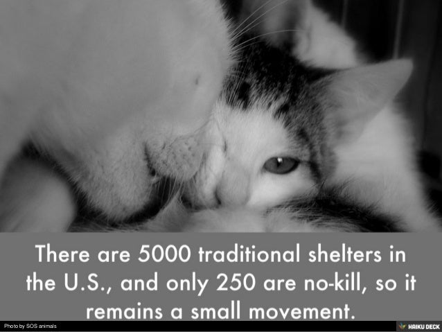 killing shelters near me killing shelters near me