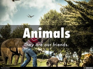 Animals  They are our friends. 