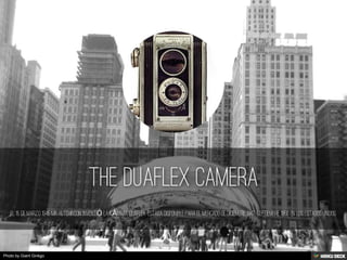 Photo by Giant Ginkgo
 