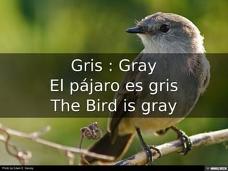 Gris : Gray<br>El pájaro es gris<br>The Bird is gray<br>
