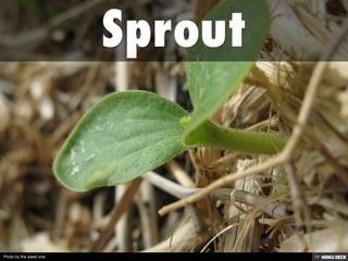 Photo by the weed one
 