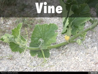 Photo by C. VanHook (vanhookc)
 