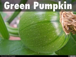 Photo by Northern Wolf Photography
 