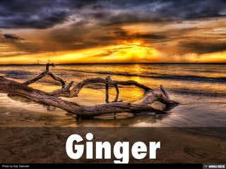 Photo by Kay Gaensler