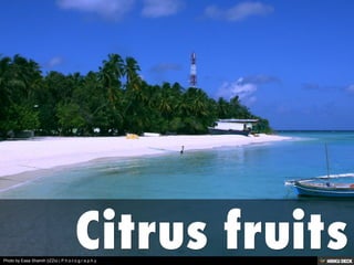 Photo by Easa Shamih (iZZo) | P.h.o.t.o.g.r.a.p.h.y