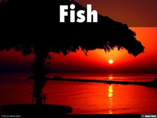 Photo by Hamed Saber