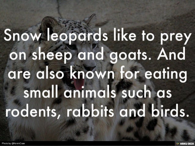 Snow Leopard