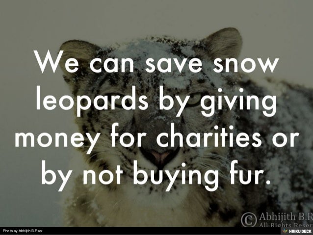 Snow Leopard